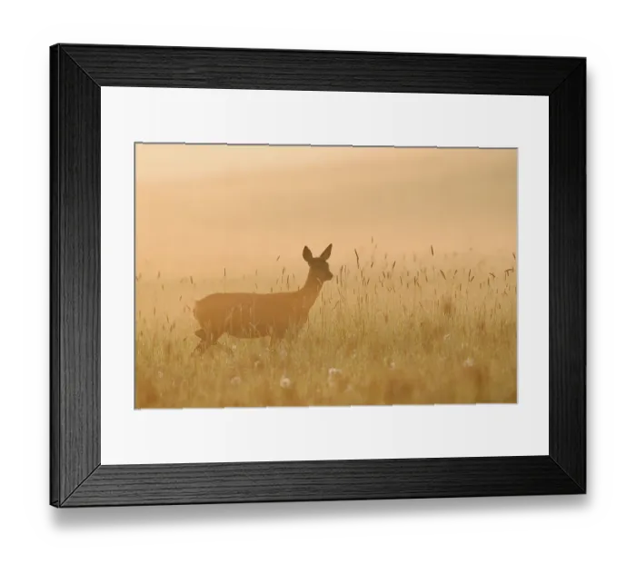 Framed Print : European roe deer (Capreolus capreolus)