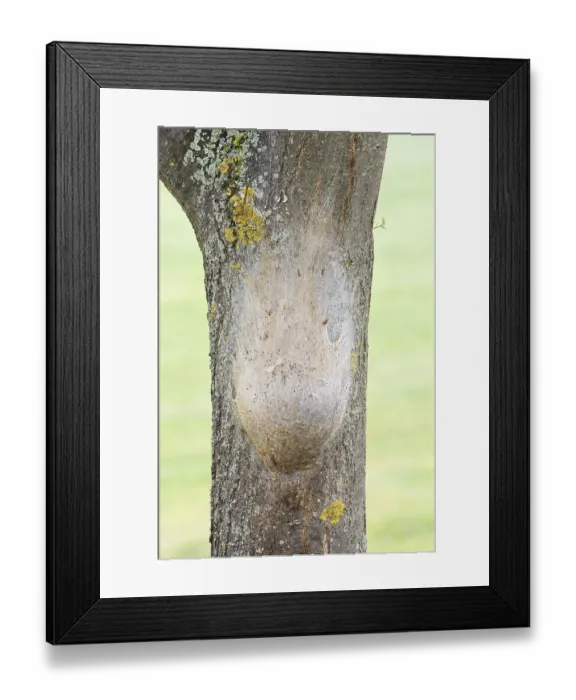 Framed Print : Oak processionary moth (Thaumetopoea processionea)