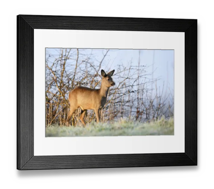Framed Print : European roe deer (Capreolus capreolus)