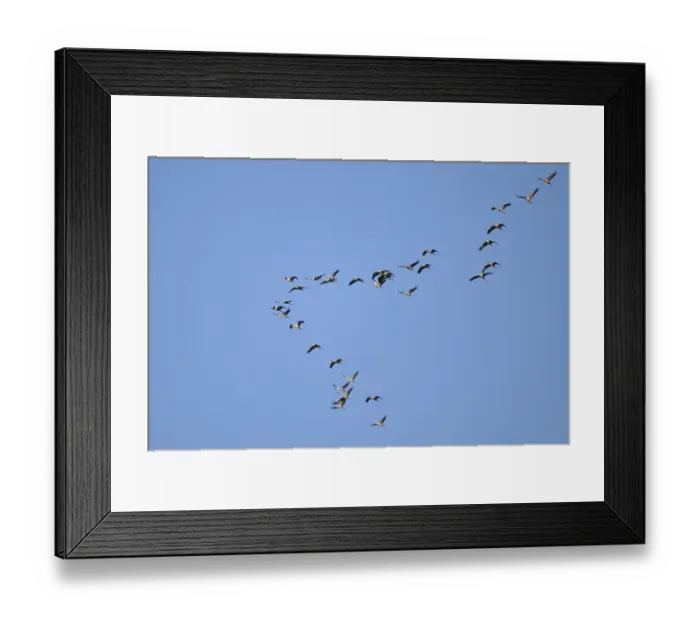 Framed Print : Cranes (Grus grus) in flight, North Rhine-Westphalia