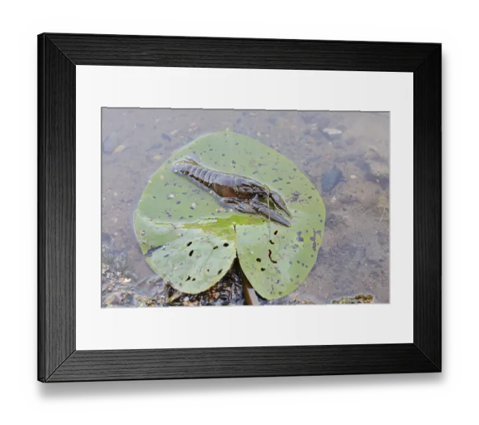 Framed Print : Crayfish or European crayfish (Astacus astacus) on a leaf of the water lily (Nuphar) in the water Framed Print : Crayfish or European crayfish (Astacus astacus) on a leaf of the water lily (Nuphar) in the water