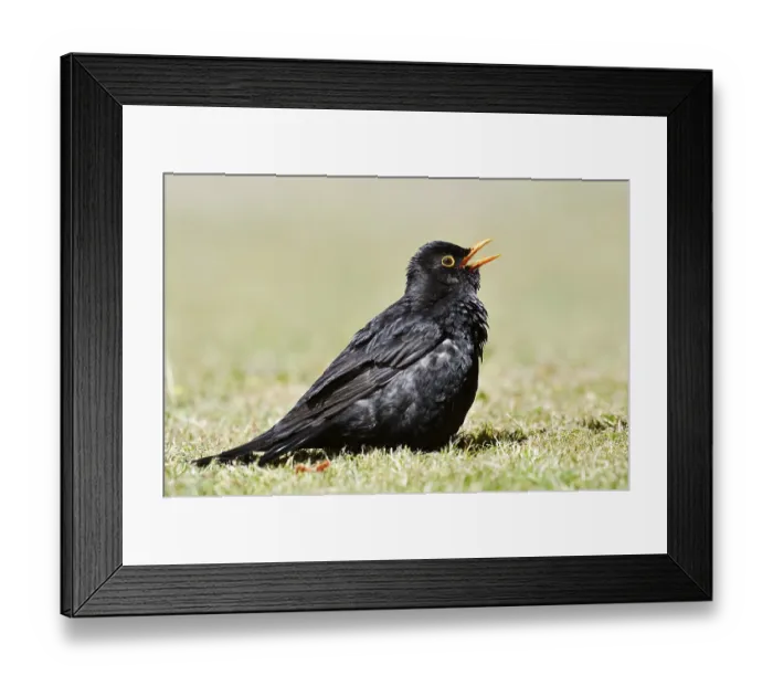 Framed Print : Blackbird (Turdus merula), male sunbathing