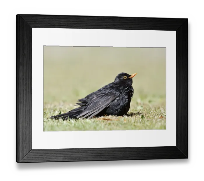 Framed Print : Blackbird (Turdus merula), male sunbathing