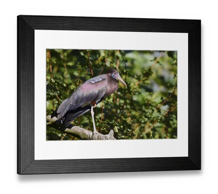 Framed Print : Abdim's stork or rain stork (Ciconia abdimii) stands on a branch Framed Print : Abdim's stork or rain stork (Ciconia abdimii) stands on a branch