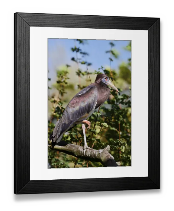 Framed Print : Abdim's stork or rain stork (Ciconia abdimii) stands on a branch