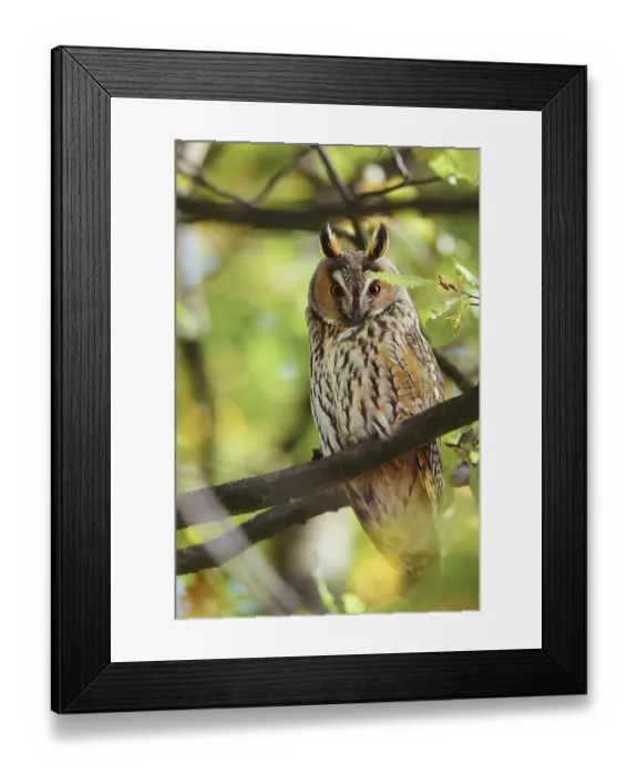 Framed Print : Long-eared owl (Asio otus) sitting in a tree Framed Print : Long-eared owl (Asio otus) sitting in a tree