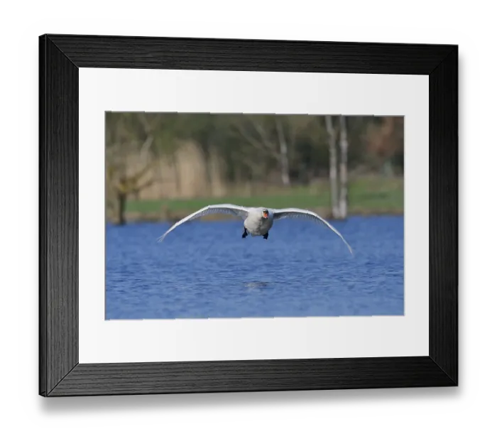 Framed Print : Mute swan (Cygnus olor) flying over a lake Framed Print : Mute swan (Cygnus olor) flying over a lake