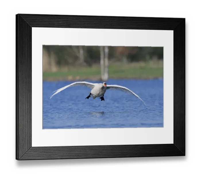 Framed Print : Mute swan (Cygnus olor) flying over a lake Framed Print : Mute swan (Cygnus olor) flying over a lake