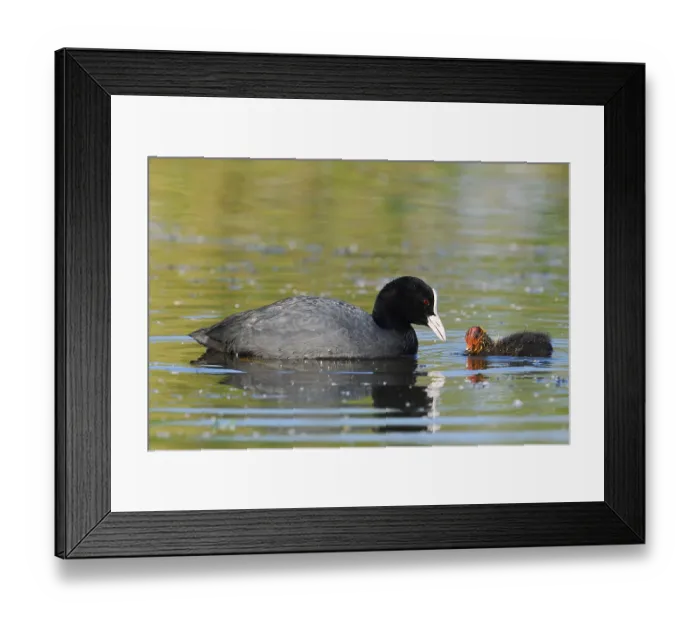 Framed Print : Eurasian Coot (Fulica atra) feeding chicks