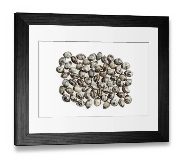 Framed Print : Giant prickly stick insect (Extatosoma tiaratum) Framed Print : Giant prickly stick insect (Extatosoma tiaratum)