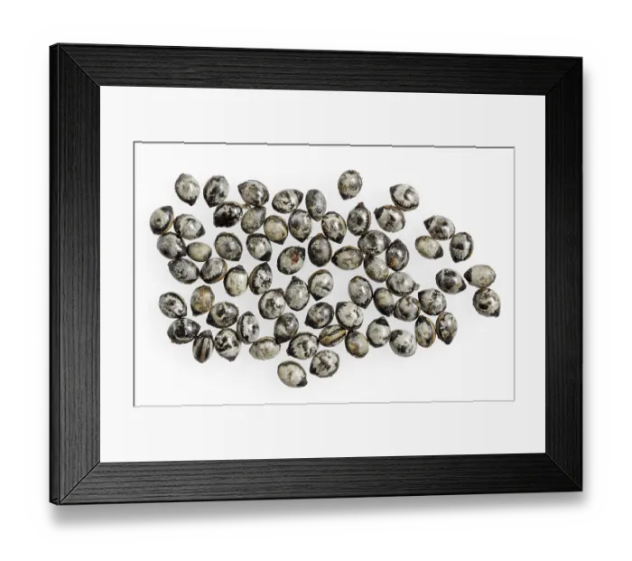Framed Print : Giant prickly stick insect (Extatosoma tiaratum) Framed Print : Giant prickly stick insect (Extatosoma tiaratum)