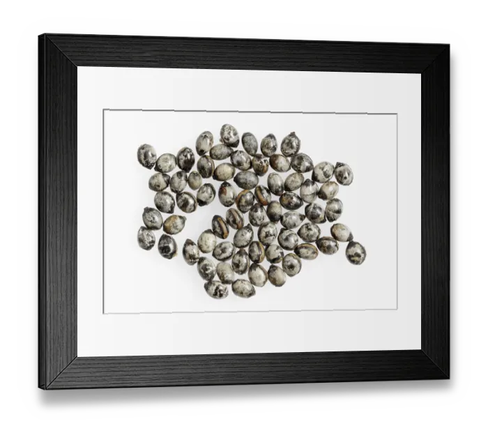 Framed Print : Giant prickly stick insect (Extatosoma tiaratum)