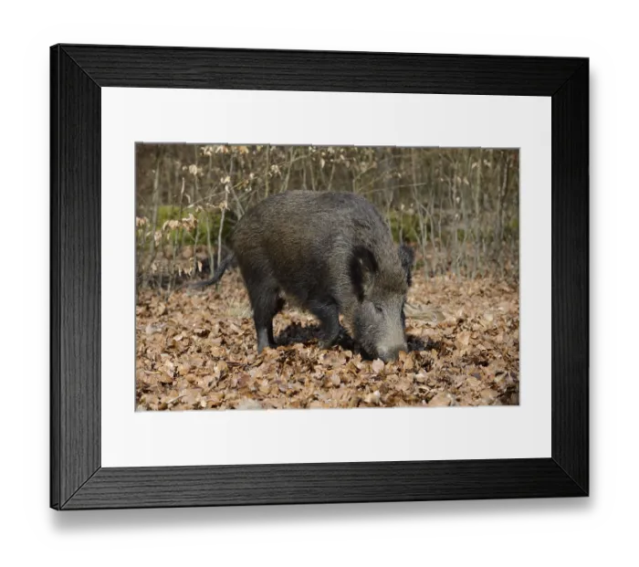 Framed Print : European wild boar (Sus scrofa scrofa) Framed Print : European wild boar (Sus scrofa scrofa)