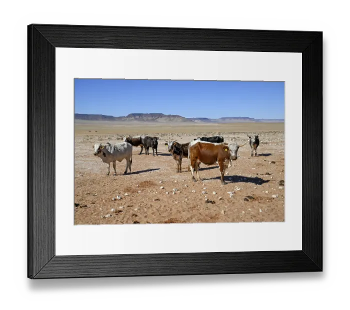 Framed Print : Cattle in the barren landscape near Aus Framed Print : Cattle in the barren landscape near Aus