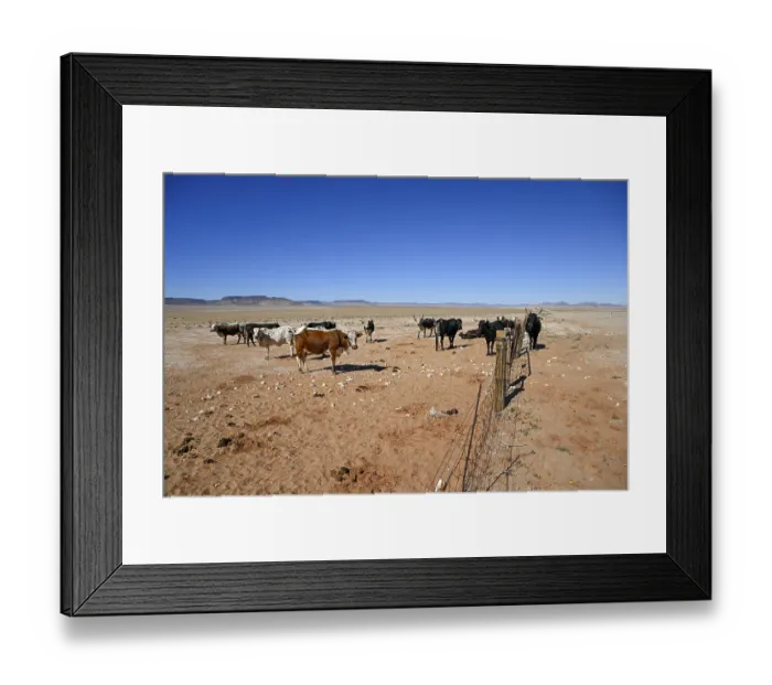 Framed Print : Cattle in the barren landscape near Aus