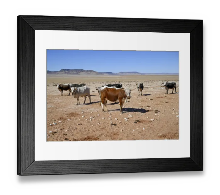 Framed Print : Cattle in the barren landscape near Aus
