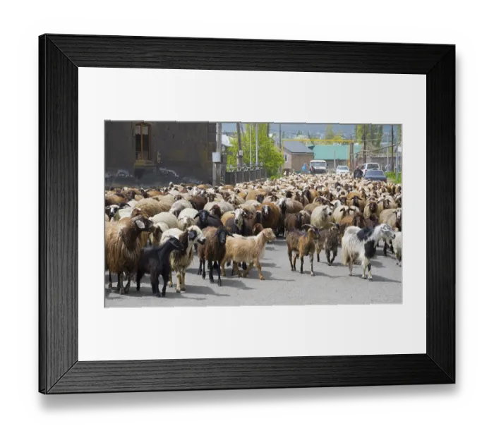 Framed Print : Large herd of goats and sheep wandering through a village on a road with some people and cars in the background Framed Print : Large herd of goats and sheep wandering through a village on a road with some people and cars in the background