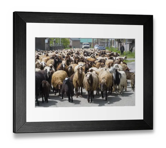 Framed Print : Many goats on a village road in a rural setting Framed Print : Many goats on a village road in a rural setting