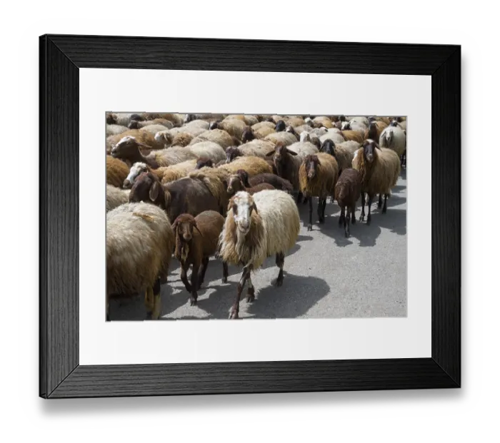Framed Print : Close-up of a large herd of goats walking along a rural road Framed Print : Close-up of a large herd of goats walking along a rural road