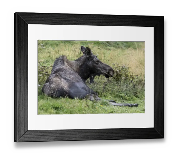 Framed Print : Moose (Alces alces) at the Alaska Wildlife Conservation Centre Framed Print : Moose (Alces alces) at the Alaska Wildlife Conservation Centre