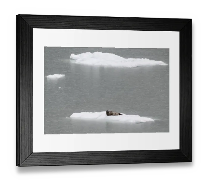 Framed Print : Largha seal (Phoca largha) on an ice floe