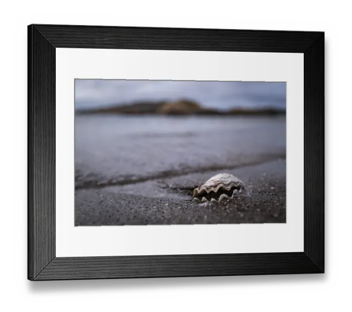 Framed Print : Shell on the beach, Reso Island
