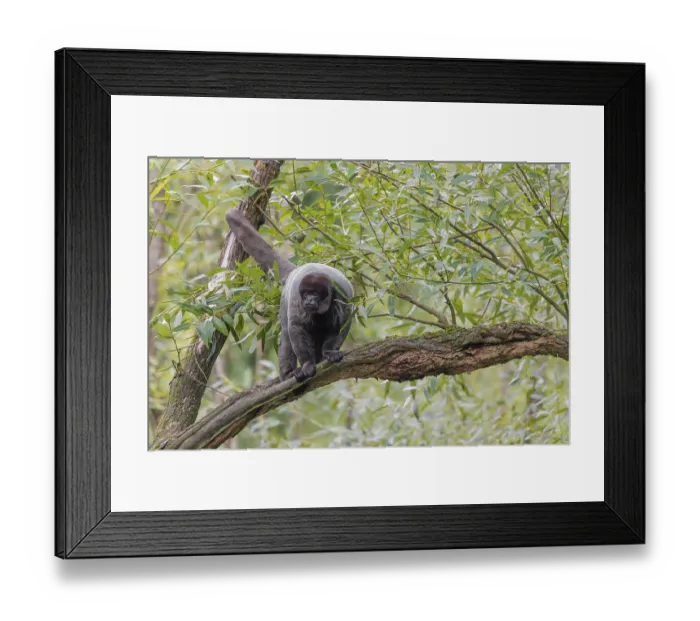 Framed Print : A brown woolly monkey (Lagothrix lagothricha) sits in a tree Framed Print : A brown woolly monkey (Lagothrix lagothricha) sits in a tree