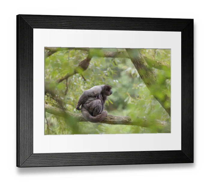 Framed Print : A brown woolly monkey (Lagothrix lagothricha) sits in a tree