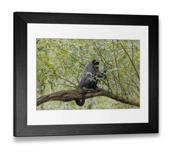 Framed Print : A brown woolly monkey (Lagothrix lagothricha) climbs a tree
