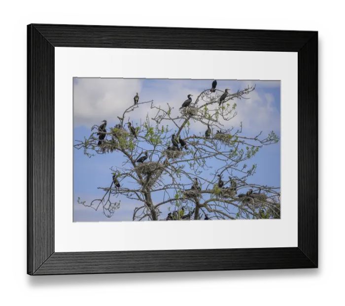 Framed Print : Colony of cormorants (Phalacrocorax carbo) on trees in Kopacki Rit nature park Park Framed Print : Colony of cormorants (Phalacrocorax carbo) on trees in Kopacki Rit nature park Park