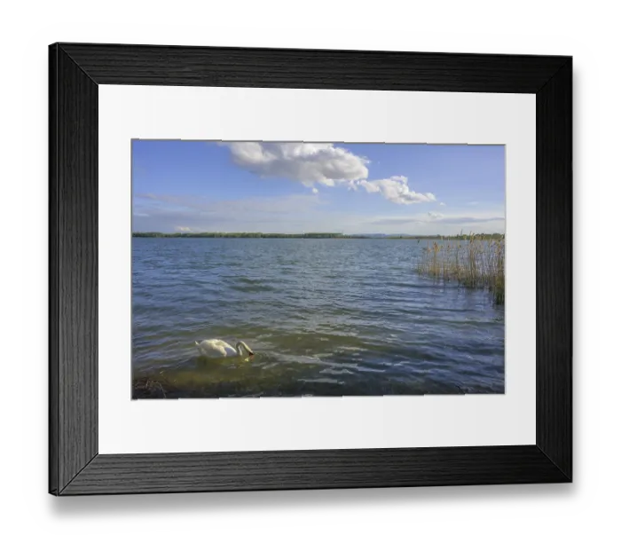 Framed Print : Swan on Drava reservoir, Prelog Framed Print : Swan on Drava reservoir, Prelog