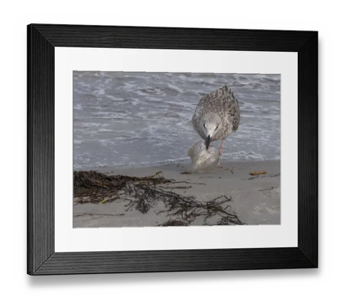 Framed Print : Seagull on the beach with plaice Framed Print : Seagull on the beach with plaice