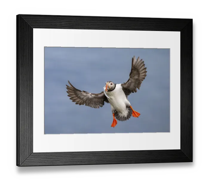 Framed Print : Puffin (Fratercula arctica) in flight with fish in its beak