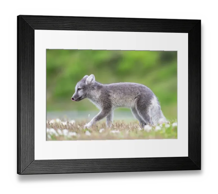 Framed Print : Young Arctic fox (Vulpes lagopus)