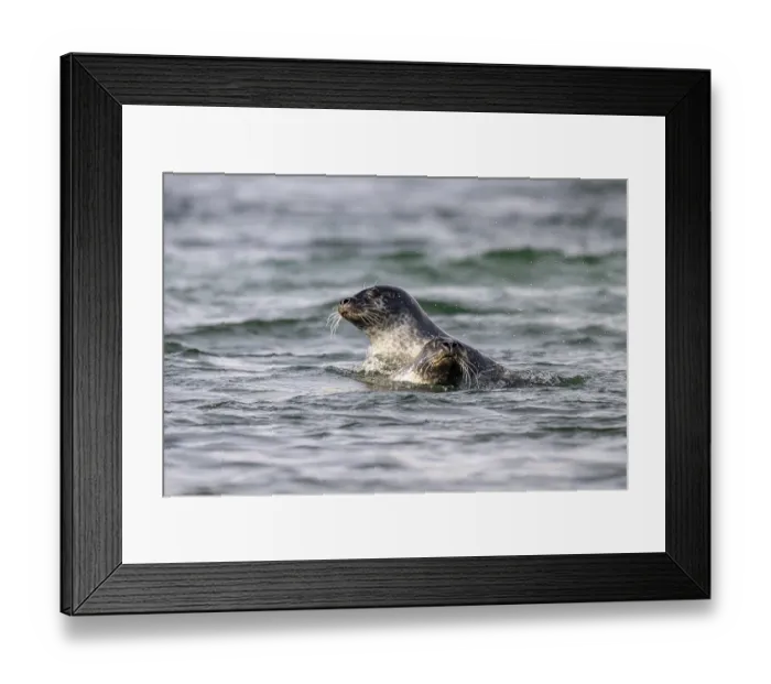 Framed Print : Two playing harbour seals (Phoca vitulina)