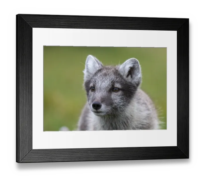 Framed Print : Young Arctic fox (Vulpes lagopus) Framed Print : Young Arctic fox (Vulpes lagopus)
