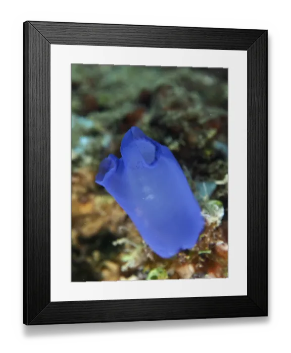 Framed Print : Single Blue Sea Squirt (Clavelina coerulea) isolated in the sea