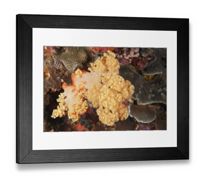 Framed Print : Detailed view of a yellow tree coral (Dendronephthya) in a richly textured marine environment Framed Print : Detailed view of a yellow tree coral (Dendronephthya) in a richly textured marine environment