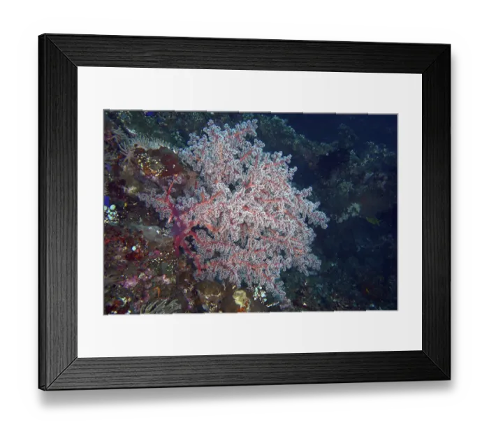 Framed Print : Filigree red coral structure, Godeffroy's soft coral (Siphonogorgia godeffroyi)