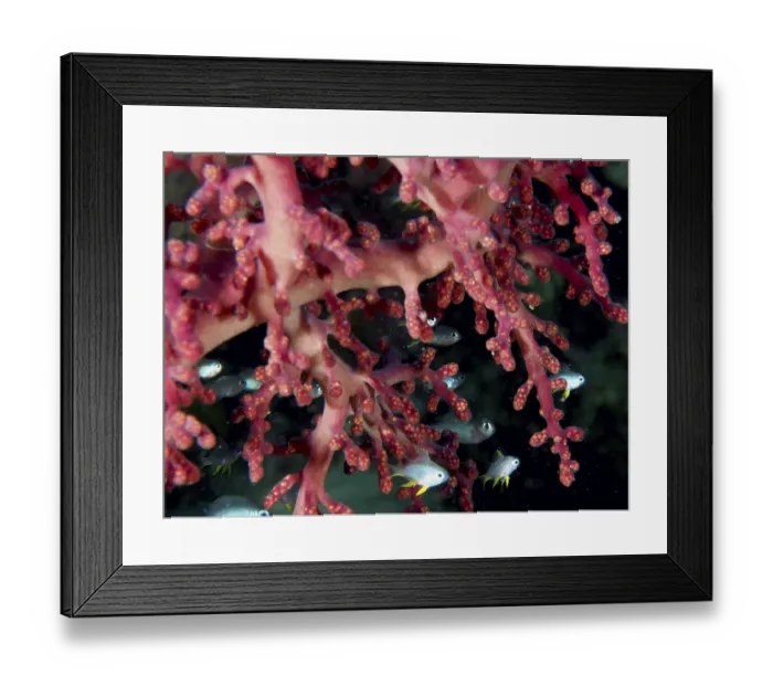 Framed Print : Close-up of Godeffroy's soft coral (Siphonogorgia godeffroyi) and fish Framed Print : Close-up of Godeffroy's soft coral (Siphonogorgia godeffroyi) and fish