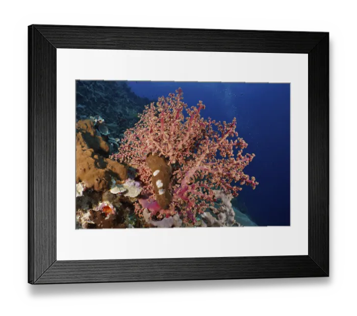 Framed Print : Eye-catching pink coral, Godeffroy's soft coral (Siphonogorgia godeffroyi)