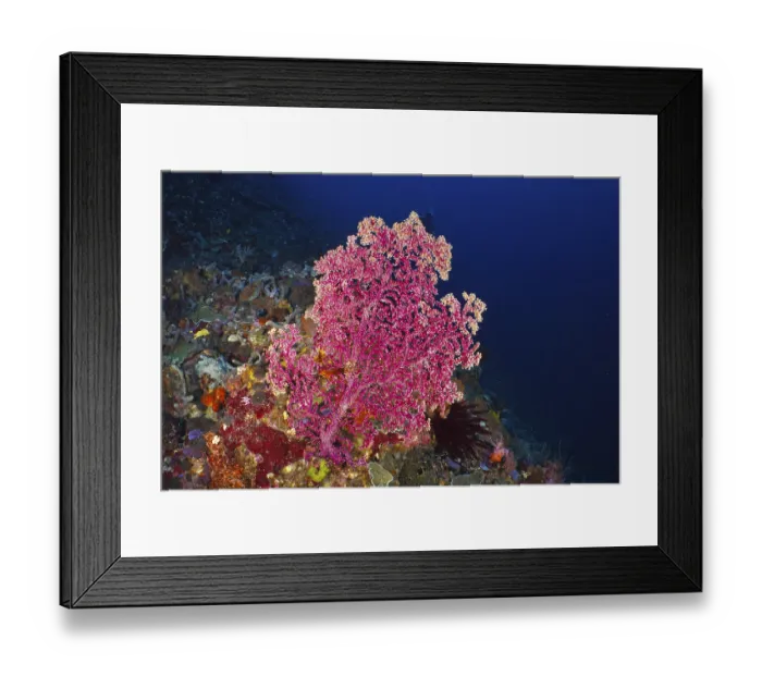 Framed Print : Large pink Godeffroy's soft coral (Siphonogorgia godeffroyi) in the deep blue sea Framed Print : Large pink Godeffroy's soft coral (Siphonogorgia godeffroyi) in the deep blue sea