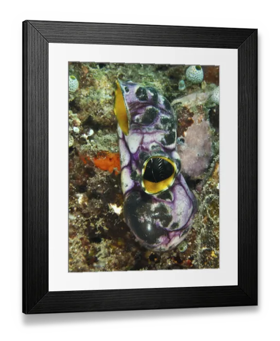 Framed Print : Gold sea squirt (Polycarpa aurata) in purple and yellow on the rough seabed
