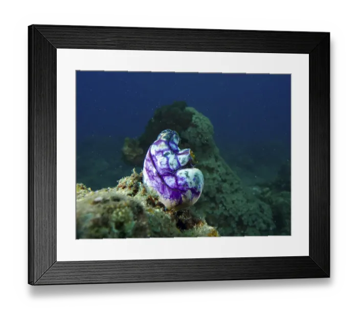 Framed Print : Purple-coloured golden sea squirt (Polycarpa aurata) on a rock in the depths of the dark blue ocean