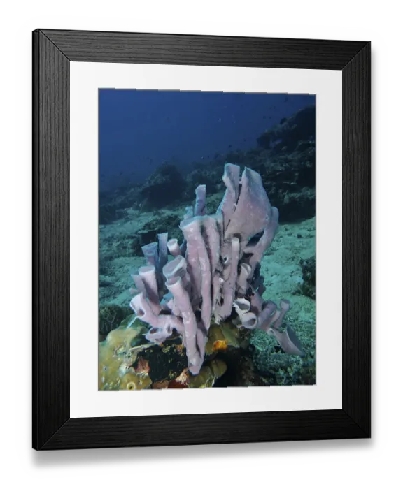 Framed Print : Sculptural large tubular sponge (Haliclona (Reniera) fascigera) on a light-coloured seabed in the underwater world