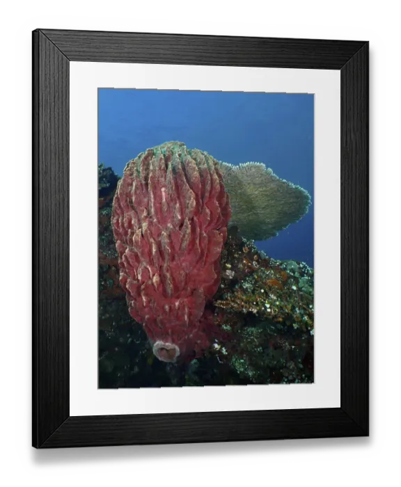 Framed Print : Barrel sponge, barrel sponge (Xestospongia testudinaria) on the ocean floor Framed Print : Barrel sponge, barrel sponge (Xestospongia testudinaria) on the ocean floor