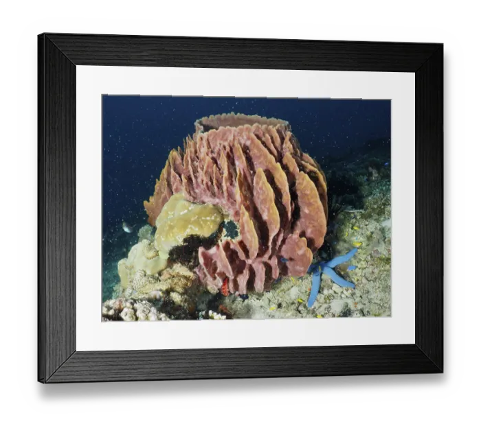 Framed Print : Massive structured Barrel sponge Framed Print : Massive structured Barrel sponge