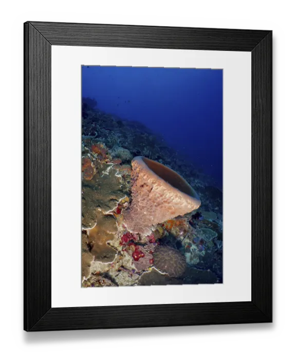 Framed Print : Barrel sponge, barrel sponge (Xestospongia testudinaria) on the reef