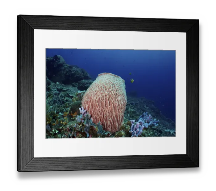 Framed Print : A Barrel sponge (Xestospongia testudinaria) rises majestically in clear blue water Framed Print : A Barrel sponge (Xestospongia testudinaria) rises majestically in clear blue water