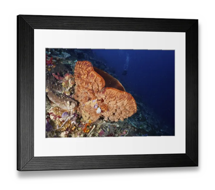 Framed Print : Barrel sponge, barrel sponge (Xestospongia testudinaria) in a lively underwater world